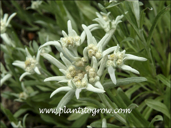 The center tiny white balls are the flowers.  Which will form yellow disks. They lie on top of the grayish white, hoary bracts.
